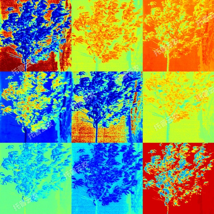 1764927165345258.jpg 果樹解析圖2.JPG